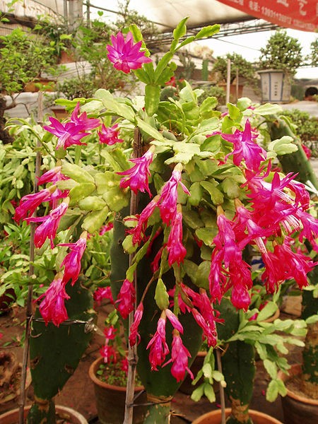 Why Your Christmas Cactus Has Developed Only A Few Flowers