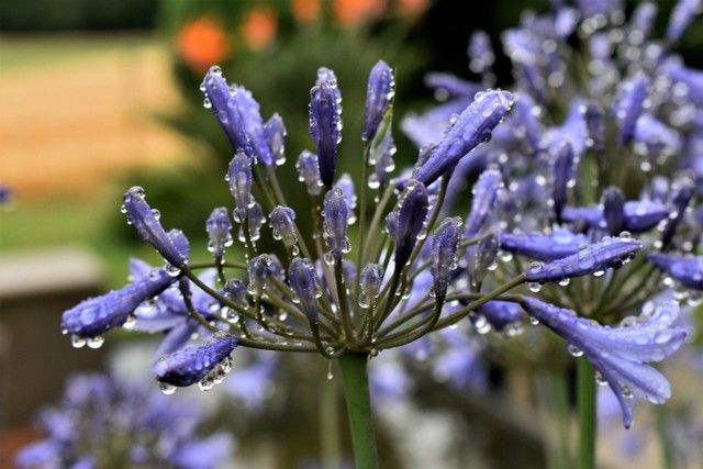 Agapanthus Overwinter: How To Protect The Decorative Lily From The Winter