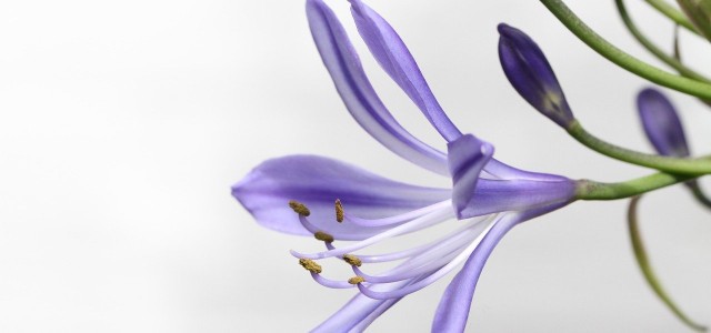 Agapanthus Overwinter: How To Protect The Decorative Lily From The Winter