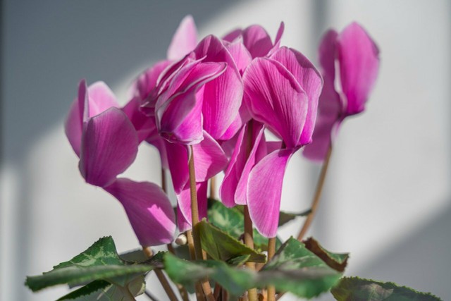 5 Autumn Flowers For The Balcony