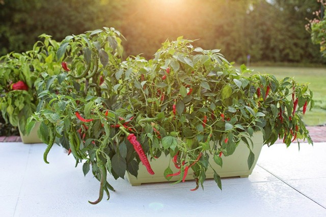 Chilli Overwinter: How To Get The Plant Through The Winter