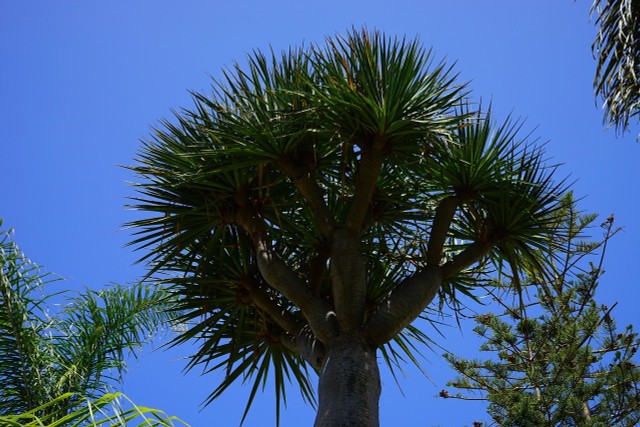 Dragon Tree: How To Care For It In Your Apartment