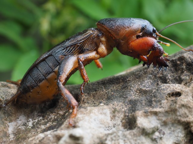 Fighting Mole Cricket: How To Get Rid Of Them From Garden