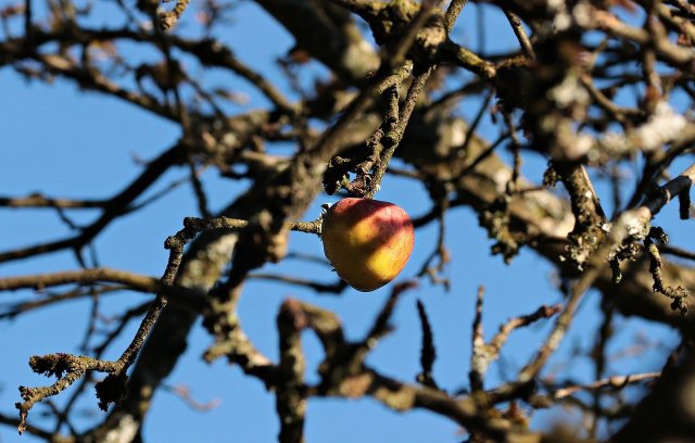 Apple Tree Diseases, Pests And How You Control Them Naturally