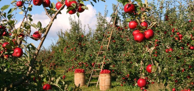 Apple Tree Diseases, Pests And How You Control Them Naturally