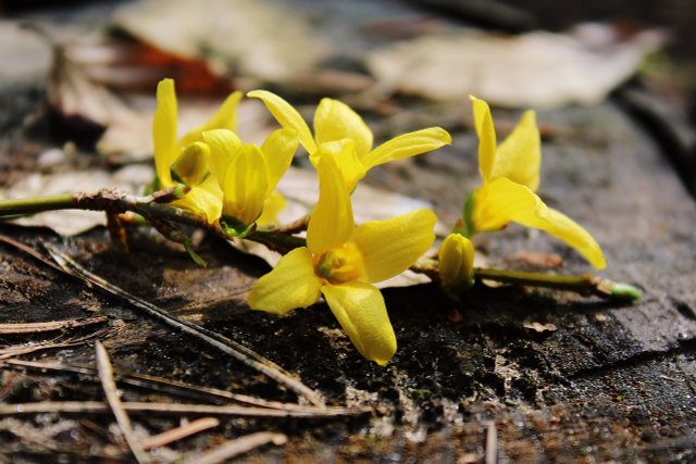 How To Propagate Forsythia