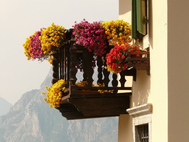 Balcony Plants: Low-Maintenance Options for Sunny and Shady Areas