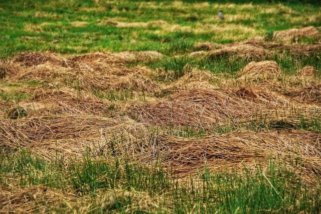 Reuse Lawn Clippings Instead Of Throwing Them Away: 4 Tips