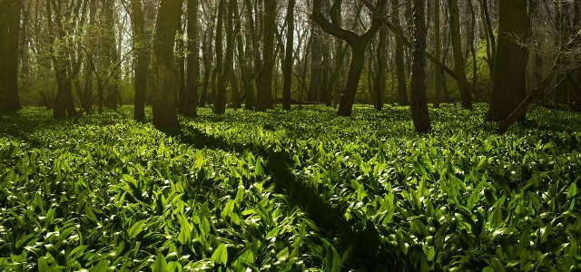 Wild Garlic Season: When To Grow Wild Garlic - Tips For Harvesting