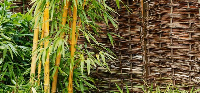 What Is The Best Way To Plant Bamboo?