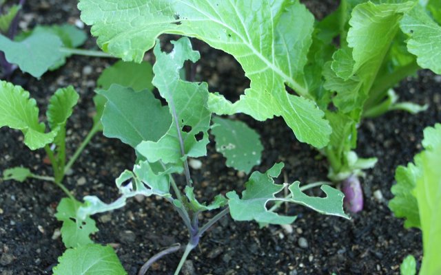 How To Build Your Own Snail Trap: Get Rid Of Them With Natural Means