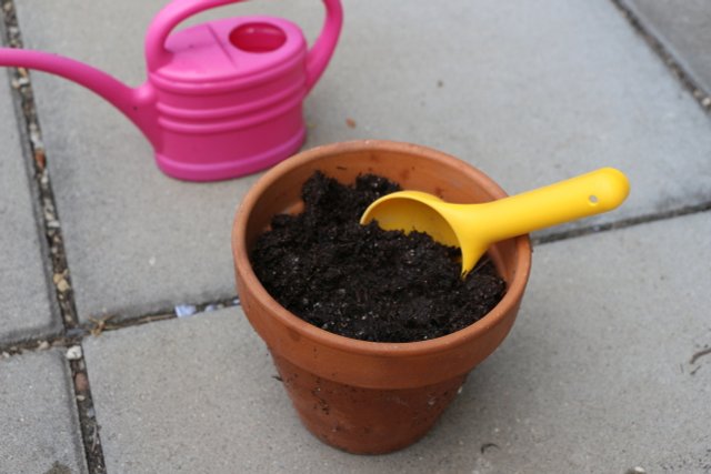 How To Propagate Roses With Cuttings: In A Potato Or In Soil