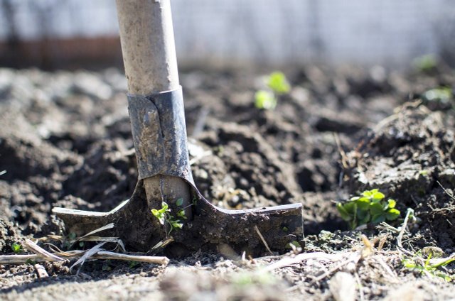 Create Perennial Bed In The Garden: How To Do It