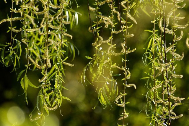 How To Plant And Care For Willows