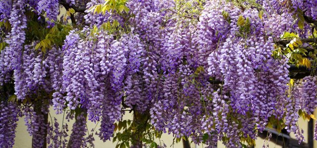 How To Cut, Plant And Care For Wisteria