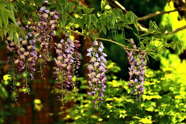 How To Cut, Plant And Care For Wisteria