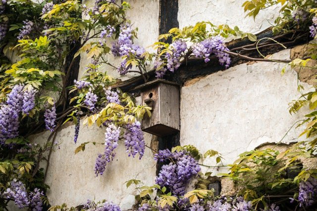 How To Cut, Plant And Care For Wisteria