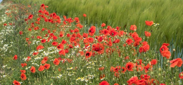 Flowering Strips: Why They Are Important For Insects