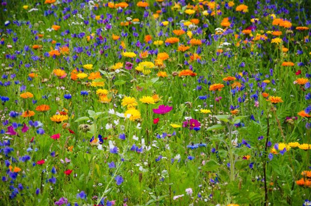 Flowering Strips: Why They Are Important For Insects