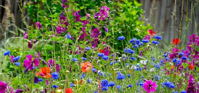 How To Create And Maintain A Flower Meadow