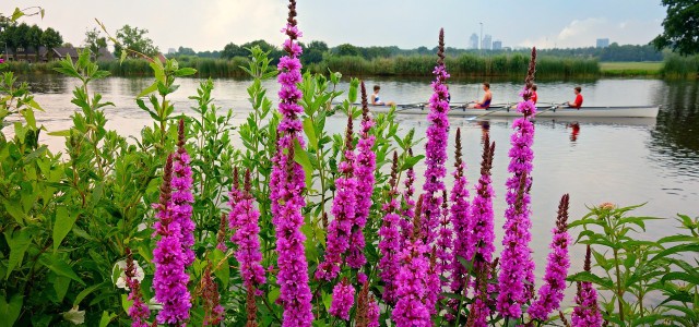 How To Plant And Care For Loosestrife