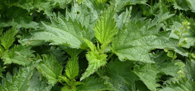 Make Nettle Liquid Manure Yourself: Instructions For The Fertilizer And Plant Protection