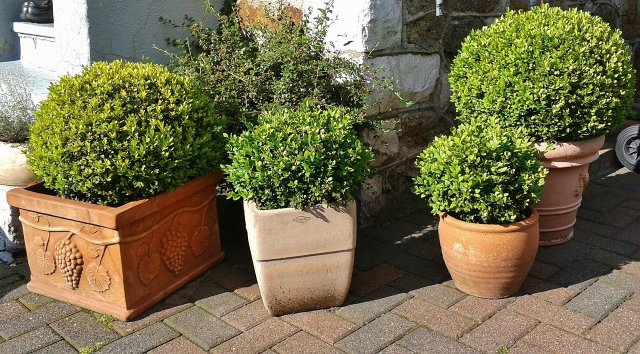 Transplant Boxwood: How To Do It