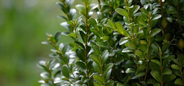 Transplant Boxwood: How To Do It