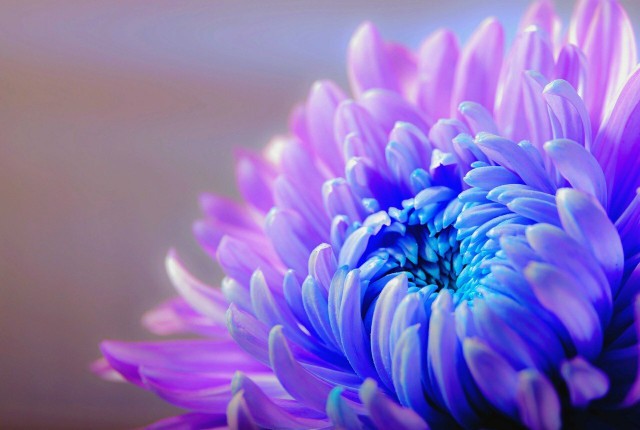 5 Autumn Flowers For The Balcony