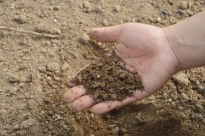 What Is The Difference Between Potting Soil And Topsoil?
