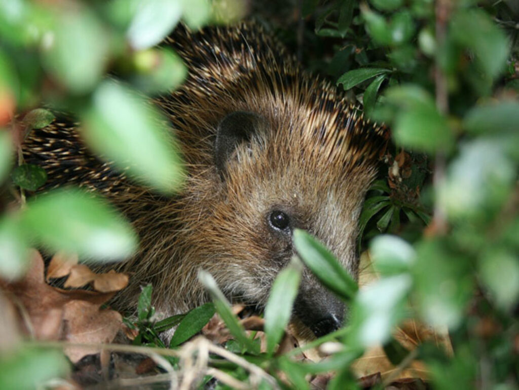 How You Can Help Hedgehogs