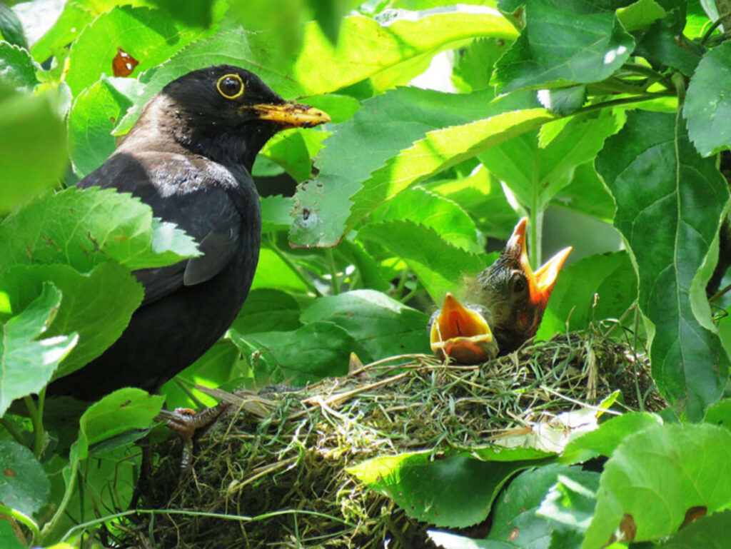 Why Your Garden Is Important For Nature And Environment