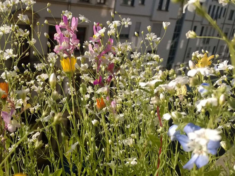 How To Sow Flower Strips For Bees