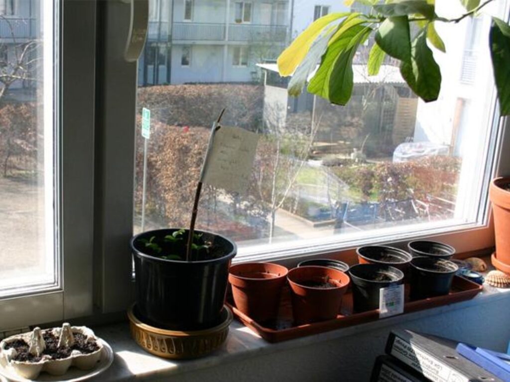 Your Mini Garden: What Grows In Pots, Boxes And On Walls