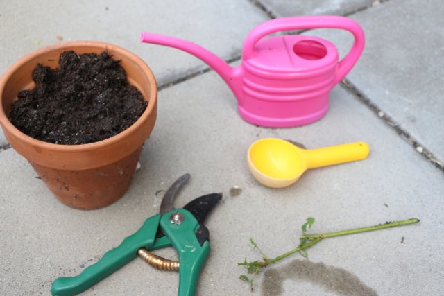 How To Propagate Roses With Cuttings: In A Potato Or In Soil