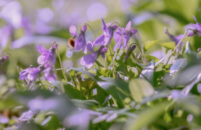 6 Winter Bloomers For Garden And Balcony