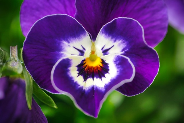 Winter Hardy Flowers: 5 Beautiful Varieties