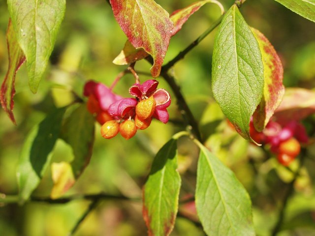 How Do You Take Care Of A Spindle Tree?