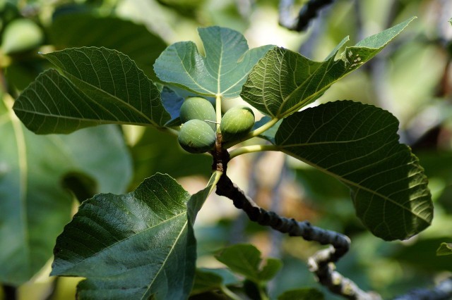 Plant, Care For And Propagate Fig Tree: Here's How