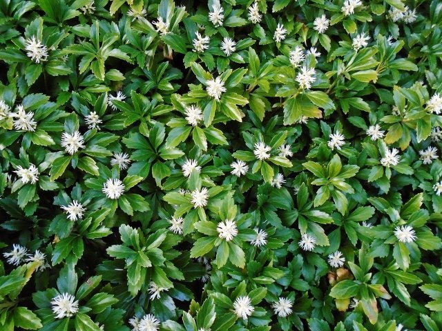 How To Plant And Care For Pachysandra