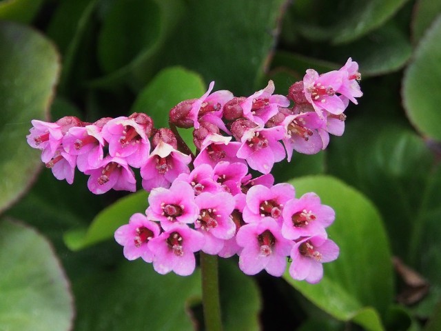 Bergenia: How To Care, Prune And Plant