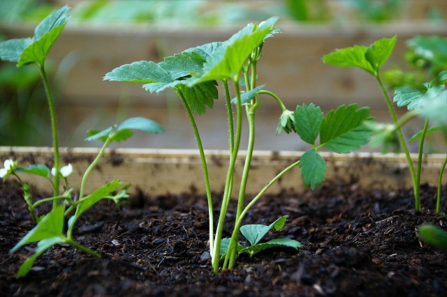 Propagate Strawberries: How To Provide New Strawberry Plants