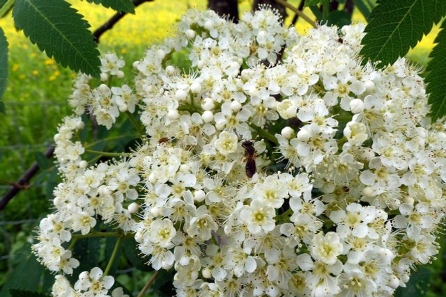 Mountain Ash: How To Plant And Use The Rowan Tree