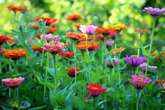 How To Plant And Care For Zinnia