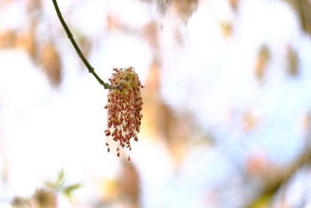 Ash Maple: How It Beautifies Your Garden