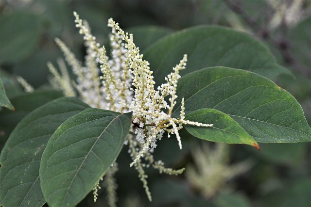Japanese Knotweed Naturally Combat And Use