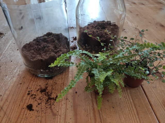 How To Make A Bottle Garden For Your Desk