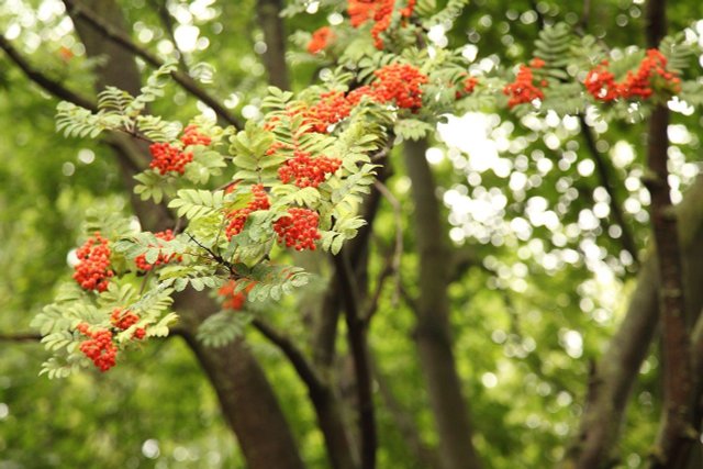 Mountain Ash: How To Plant And Use The Rowan Tree