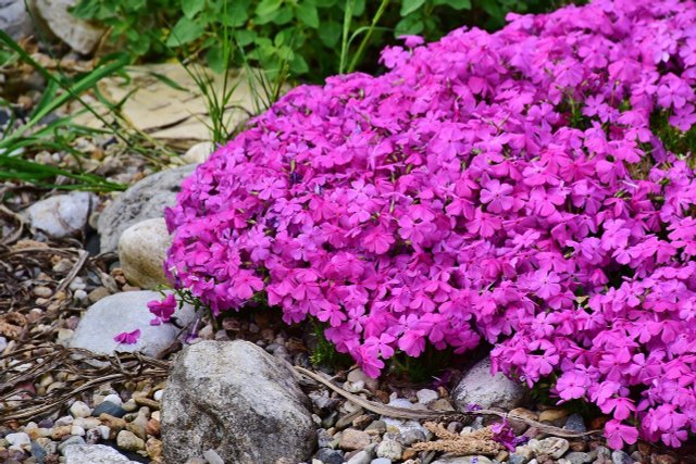 Create Perennial Bed In The Garden: How To Do It