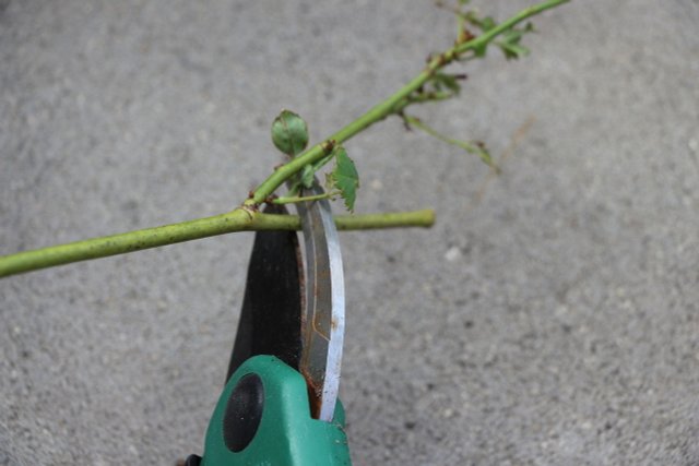 How To Propagate Roses With Cuttings: In A Potato Or In Soil